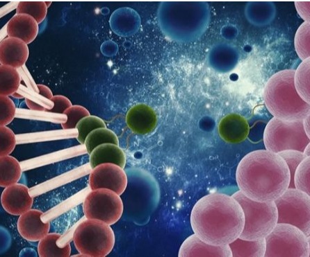 類器官研究與評價團隊